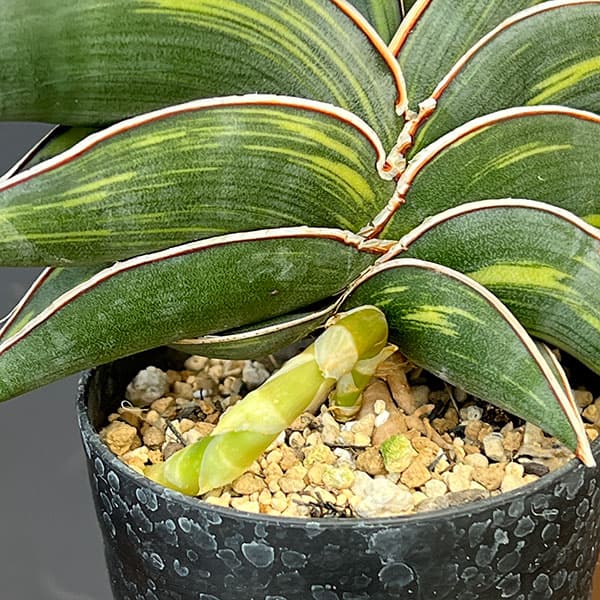 観葉植物 サンセベリア ロリダ斑入 3号鉢植え : 園芸ネット - 通販