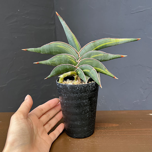 観葉植物 サンセベリア ロリダ斑入 3号鉢植え : 園芸ネット - 通販