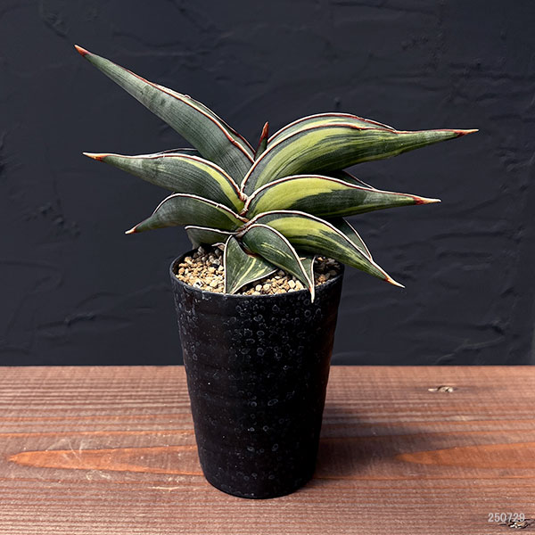 観葉植物 棚卸セール サンセベリア ロリダ斑入 3号鉢植え : 園芸ネット