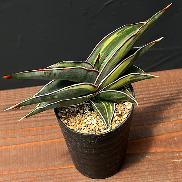 観葉植物 サンセベリア ロリダ斑入 3号鉢植え : 園芸ネット - 通販