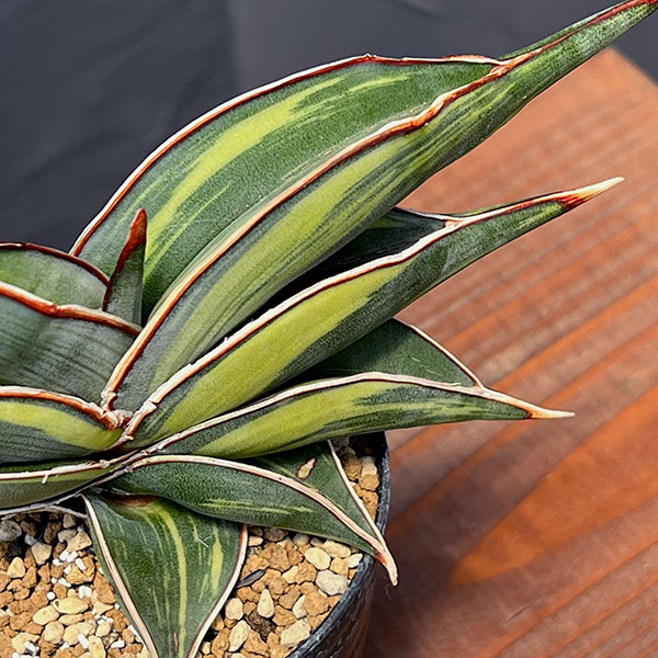 観葉植物 サンセベリア ロリダ斑入 3号鉢植え : 園芸ネット - 通販