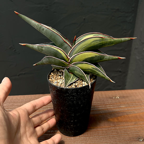 観葉植物 サンセベリア ロリダ斑入 3号鉢植えの詳細画像4