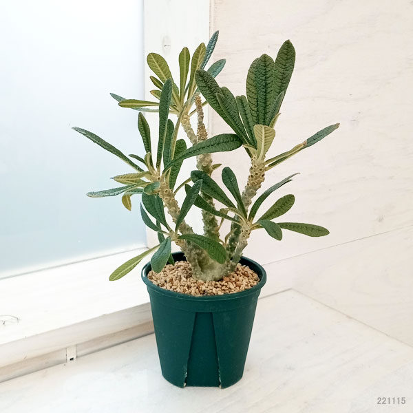 観葉植物 ドルステニア ギガス 4号鉢植え 送料無料 : 園芸ネット