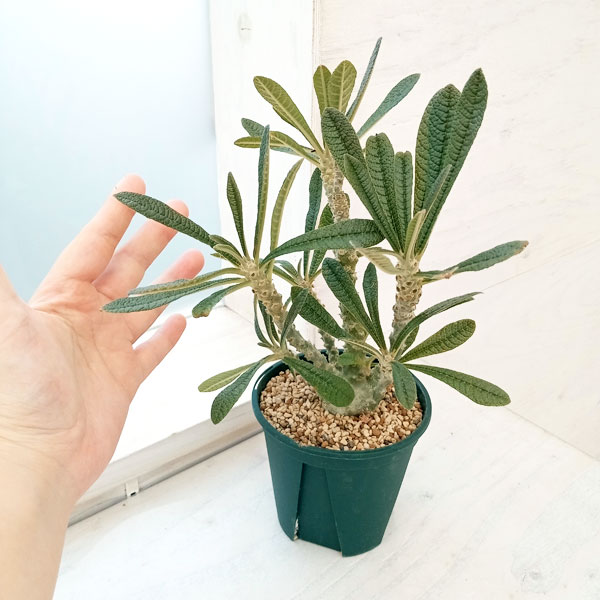 観葉植物 ドルステニア ギガス 4号鉢植え 送料無料 : 園芸ネット