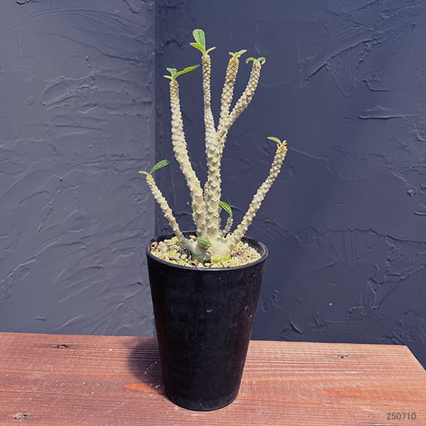観葉植物 ドルステニア ギガス 4号鉢植え 送料無料 : 園芸ネット