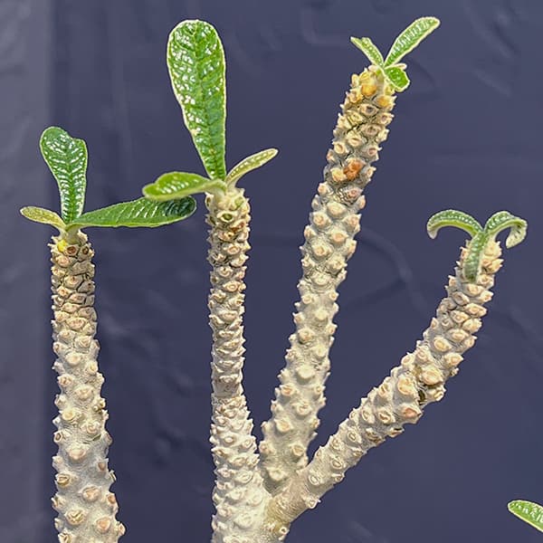 観葉植物 ドルステニア ギガス 4号鉢植え 送料無料 : 園芸ネット