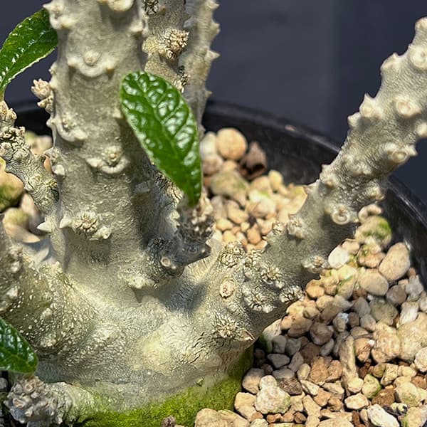 観葉植物 ドルステニア ギガス 4号鉢植え 送料無料 : 園芸ネット