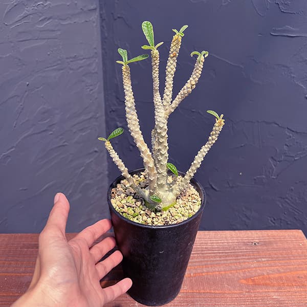 観葉植物 ドルステニア ギガス 4号鉢植え 送料無料 : 園芸ネット