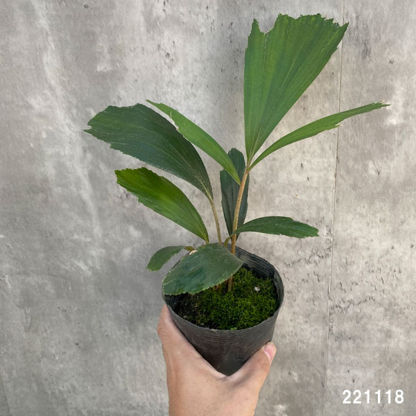 観葉植物 観葉植物