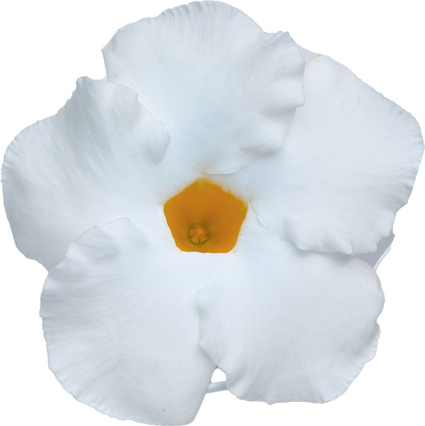 草花の苗/マンデビラ：クライミングサンパラソル（大輪系）　ホワイト3.5号ポット(R)｜engei｜03