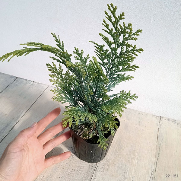 ヒノキ（コニファー、針葉樹）｜苗木、植木 | 花、ガーデニング の