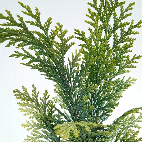 ヒノキ（コニファー、針葉樹）｜苗木、植木 | 花、ガーデニング の商品