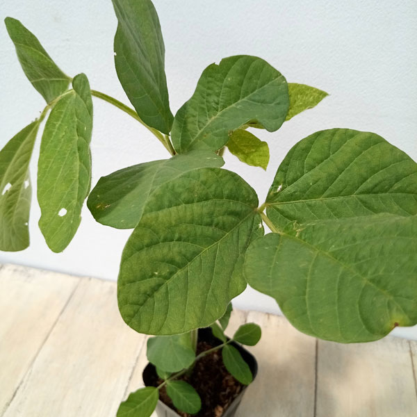 野菜の苗 大江戸マルシェ 枝豆 三河島えだまめ...の詳細画像2
