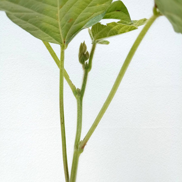 野菜の苗 大江戸マルシェ 枝豆 三河島えだまめ...の詳細画像3