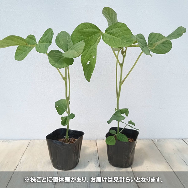 野菜の苗 大江戸マルシェ 枝豆 三河島えだまめ...の詳細画像4