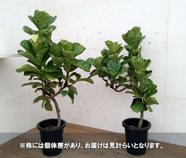 観葉植物/カシワバゴム・バンビーノ　８号鉢植え｜engei｜05