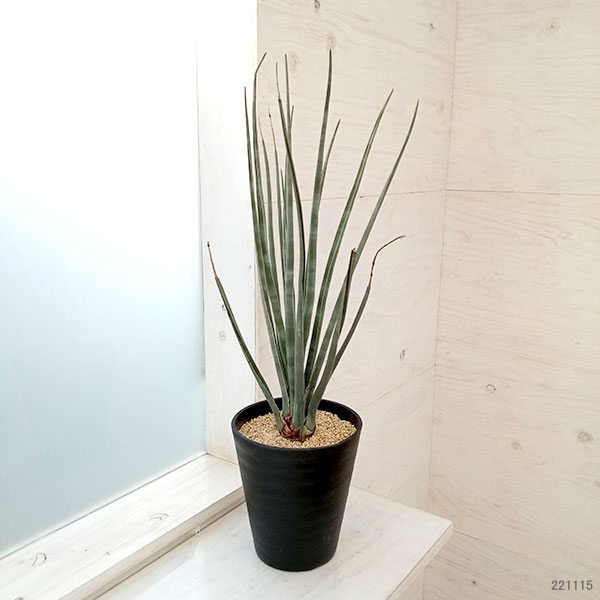 ドラセナのおすすめ人気商品一覧 通販 - Yahoo!ショッピング