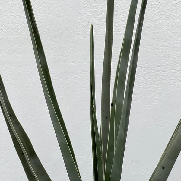 ドラセナのおすすめ人気商品一覧 通販 - Yahoo!ショッピング