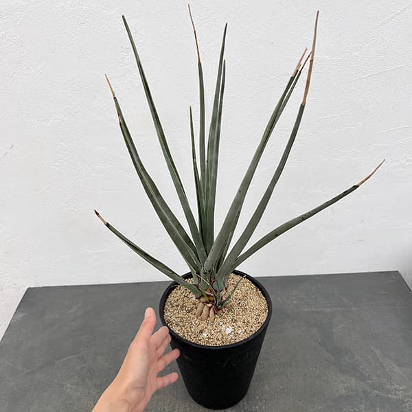 ドラセナのおすすめ人気商品一覧 通販 - Yahoo!ショッピング