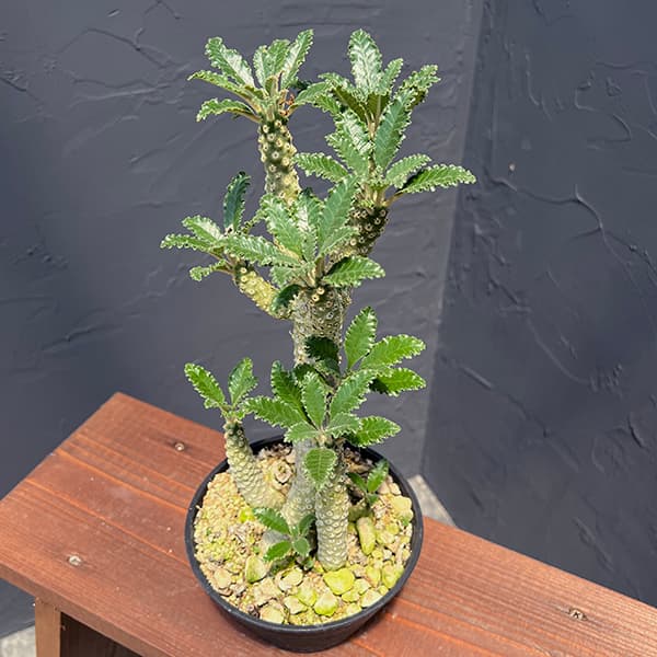 観葉植物 棚卸セール ドルステニア ラブラニー（多頭） 5鉢植えNo.3