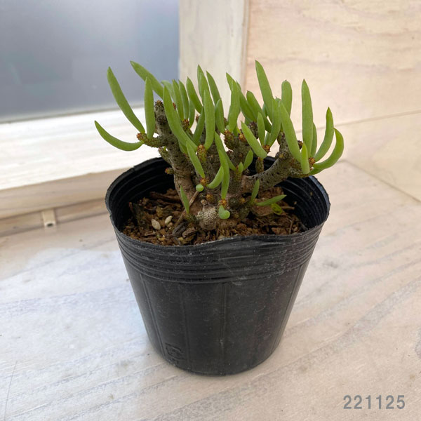 観葉植物 アーリーサマーセール チレコドン ブ...の詳細画像1