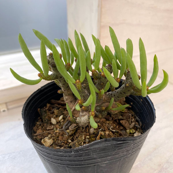 観葉植物 アーリーサマーセール チレコドン ブ...の詳細画像2