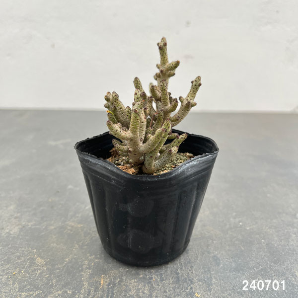 観葉植物 アーリーサマーセール チレコドン ブ...の詳細画像5