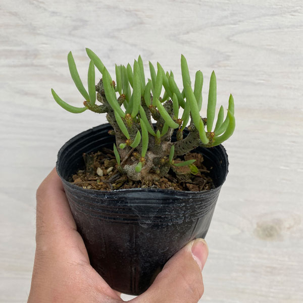 観葉植物 アーリーサマーセール チレコドン ブ...の詳細画像3