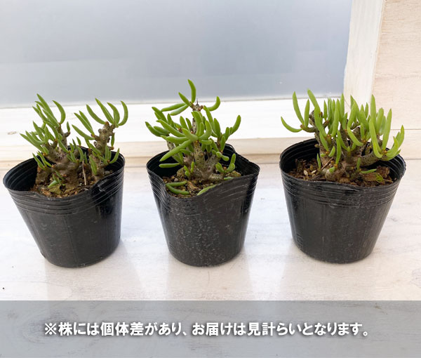 観葉植物 アーリーサマーセール チレコドン ブ...の詳細画像4