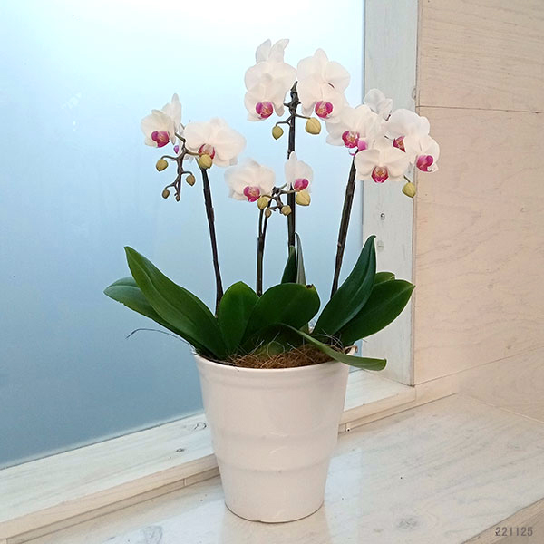 ギフトに ミディコチョウラン ユミ3本立ち5.5号陶器鉢植え : 園芸