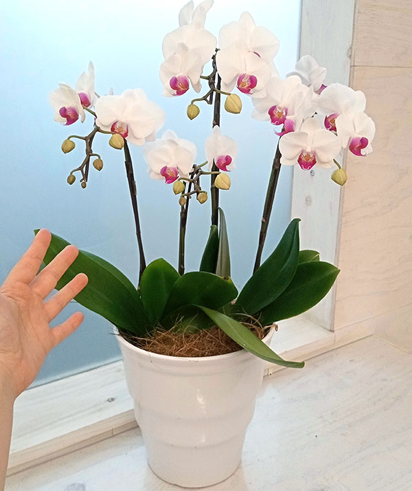 ギフトに ミディコチョウラン ユミ3本立ち5.5号陶器鉢植え : 園芸