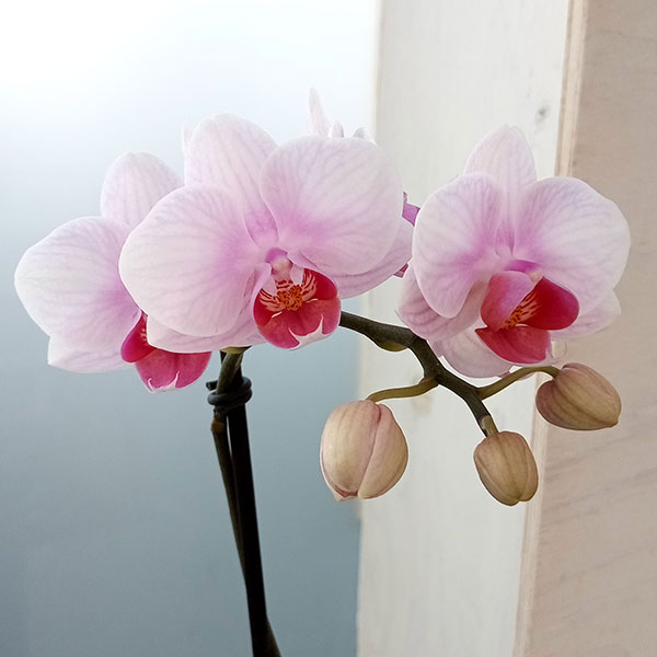 オリンピック（花、ガーデニング）のおすすめ人気商品一覧 通販