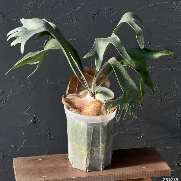 観葉植物 棚卸セール ビカクシダ（コウモリラン） バイーア 斑入り