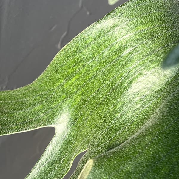 観葉植物 アーリーサマーセール ビカクシダ(コ...の詳細画像2