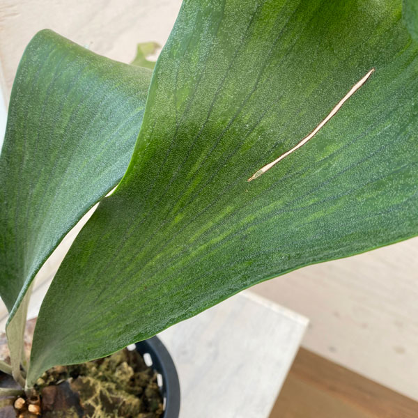 観葉植物 アーリーサマーセール ビカクシダ(コ...の詳細画像4
