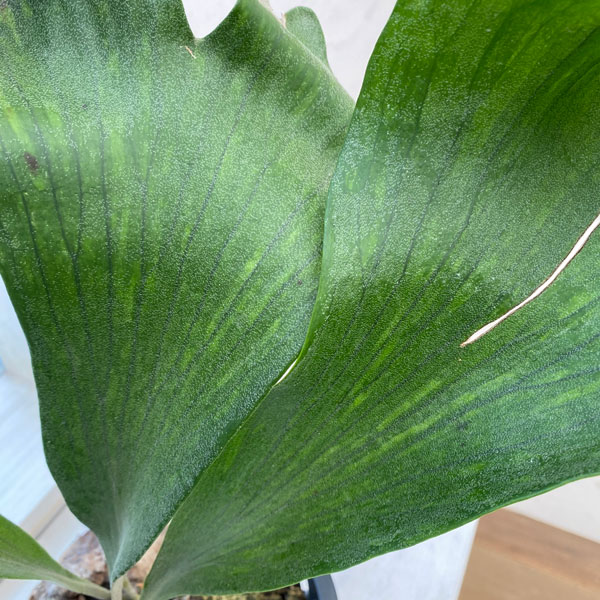 観葉植物 棚卸セール ビカクシダ（コウモリラン） バイーア 斑入り