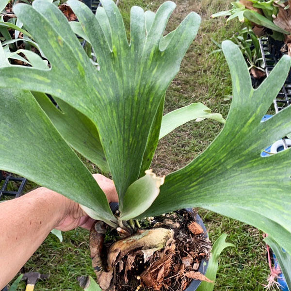 観葉植物 棚卸セール ビカクシダ（コウモリラン） バイーア 斑入り