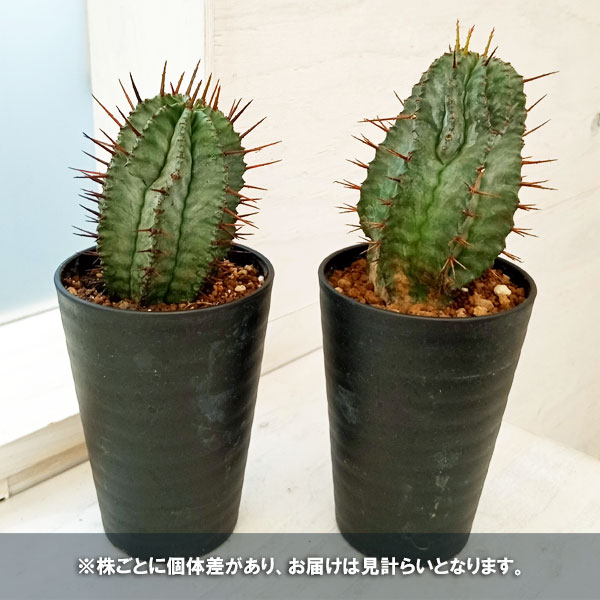 観葉植物/ユーフォルビア：ホリダ 3.5号 : 210370 : 園芸ネット - 通販