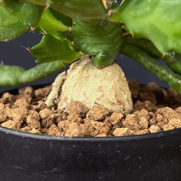 観葉植物 ユーフォルビア ステラータ(飛竜) ...の詳細画像2