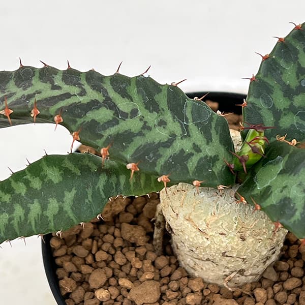 観葉植物 ユーフォルビア ステラータ(飛竜) ...の詳細画像3