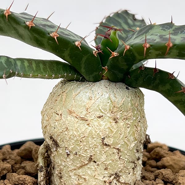 観葉植物 ユーフォルビア ステラータ(飛竜) ...の詳細画像4