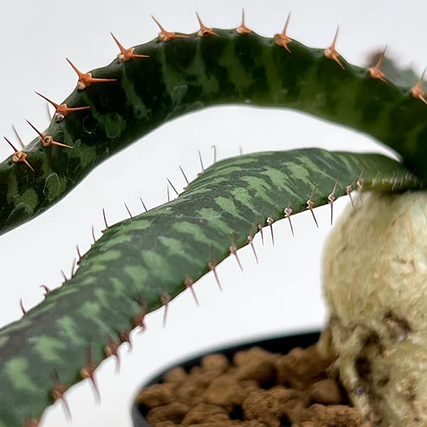 観葉植物 ユーフォルビア ステラータ(飛竜) ...の詳細画像5