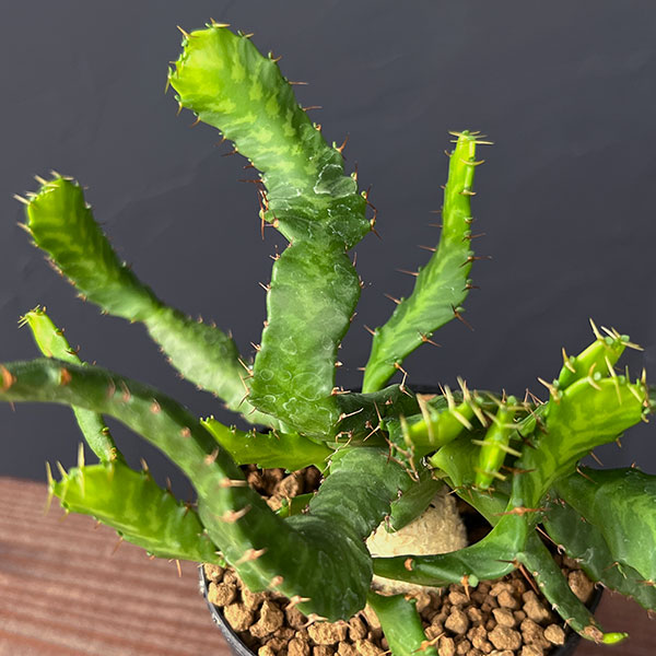 観葉植物 ユーフォルビア ステラータ(飛竜) ...の詳細画像1