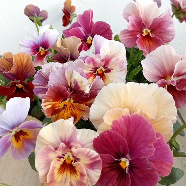 草花の苗 ビオラ エボルべ3.5号ポット 6株セット |  | 16