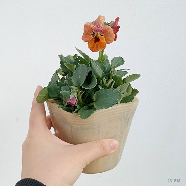 草花の苗 ビオラ エボルべ3.5号ポット 6株セット |  | 11