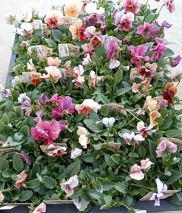 草花の苗 ビオラ エボルべ3.5号ポット 6株セット |  | 12