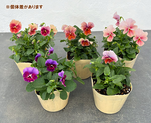 草花の苗 ビオラ エボルべ3.5号ポット 6株セット |  | 07