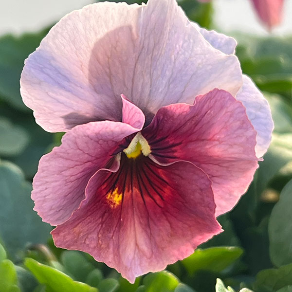 草花の苗 ビオラ エボルべ3.5号ポット 6株セット |  | 03