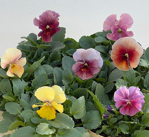 草花の苗 ビオラ エボルべ3.5号ポット 6株セット |  | 05