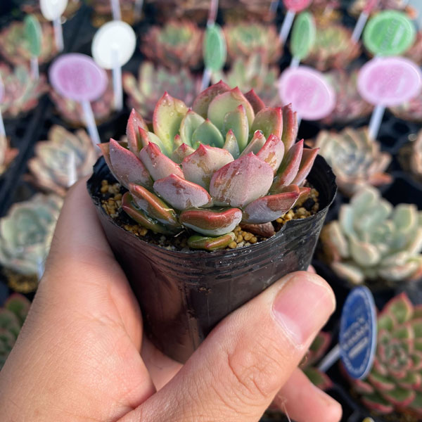 観葉植物/エケベリア7種セット 2号ポット 14株セット : 園芸ネット 